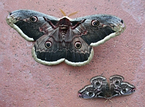 Giant Peacock Moth + Emperor Moth - Saturnia pyri + S. pavonia